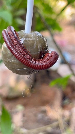 Cute rad millipedes eat candy 🍭 #millipedes #insects #shorts
