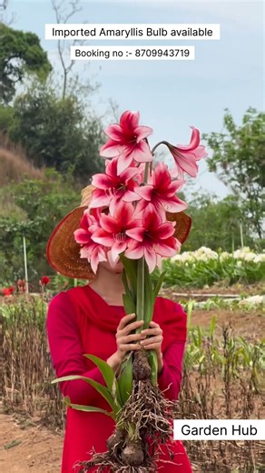 Rare Imported Amaryllis Flower Bulb Online Shopping 🪴 #amaryllis #plants #flowers #garden