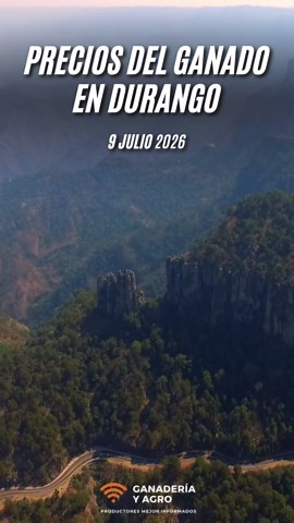 Precios de Ganado en Durango al 9 de julio del 2026 Amigos, van precios de ganado de la subasta más reciente en Durango publicados el 9 de julio del 2026. No te quejes, mejor infórmate y verás que te va ir mejor en el negocio. ¿Quieres precios de otras regiones? https://ganaderiayagro.blogspot.com/ ¿Quieres más detalle? clic aquí https://ganaderiayagro.blogspot.com/2026/07/precios-de-ganado-en-durango-al-9-de.html
