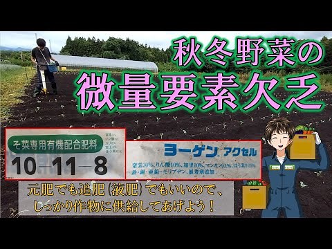 【微量要素欠乏】アブラナ科の野菜はホウ素欠乏に要注意！