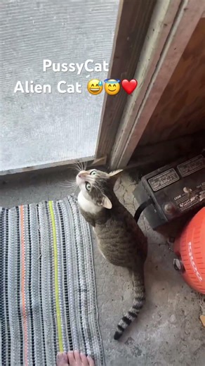 PussyCat Alien Cat 😅😇❤️ #cats #cat #catvideos #catvideos #catlife #catvideo #funnycat #funny #fun