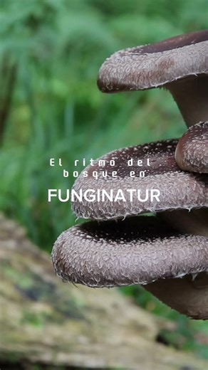 #FUNGINATUR nació con una idea clara: 🍄Cultivar hongos de forma respetuosa, sostenible y fiel a nuestro entorno natural. Lo que empezó como un proyecto personal terminó convirtiéndose en una forma de vida. 🌳El bosque nos enseñó que todo tiene un ritmo… y que seguirlo es la única manera de crear algo auténtico. Hoy seguimos trabajando igual: a mano, sin prisas y con compromiso por nuestro territorio. | Fungi natur