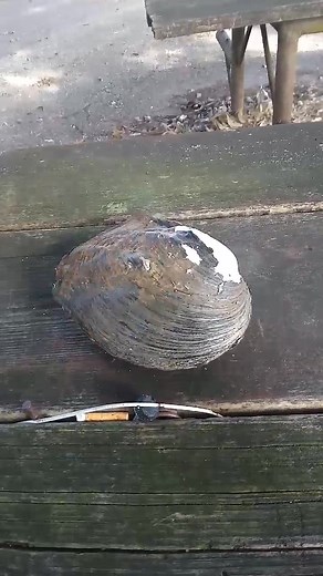 1.3K views | The shell is opened for inspection.Blessings Respect and Love always from the Oklahoma Blackberry Plantation. Laws are to be obeyed not inforced. Voluntery self assessment tax system is the most fair game on spaceship EARTH. | Bud Mckinney | Facebook