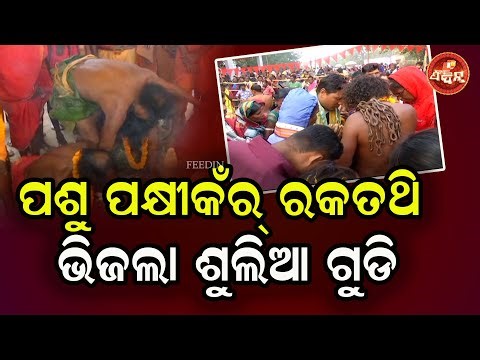 ପଶୁ ପକ୍ଷୀକଁର୍ ରକତଥି ଭିଜଲା ଶୁଲିଆ ଗୁଡି || Balangir’s Traditional Sulia Jatra Ends || OTV FEEDIN