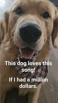 If I had a Million Dollars & Lyrics