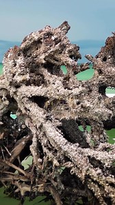 4.9K views · 90 reactions | Waterfall Strike - Welcome Julie from Sarasota, FL to the Beavertail Skiffs Family | Beavertail Skiffs | Facebook