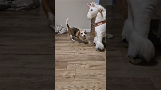Beagle discovers a new toy and can’t stop playing