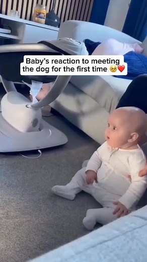 851K views · 20K reactions | Babies can bond with dogs surprisingly quickly because both are highly responsive to emotional cues and body language, creating a natural sense of trust and comfort between them. Share and follow if you like dog videos Credit unknown Please DM us for credit #dog #doglover #cutedog #happydog #baby #babysmiles #dogandbaby #germanshepherd | My Floofy | Facebook
