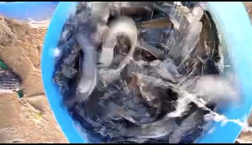 📈 Le grossissement des silures : un secret de réussite pour booster votre production ! Le silure est l’un des poissons les plus rentables en pisciculture grâce à sa croissance rapide et sa bonne résistance. Pour obtenir de meilleurs rendements, voici quelques conseils clés : 🐟 1. Densité maîtrisée Évitez la surcharge dans vos bassins. Une bonne densité favorise une croissance uniforme et rapide. 🍽️ 2. Alimentation de qualité Privilégiez des granulés adaptés au stade de croissance. Plus la nou