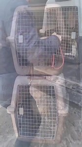 83K views · 2.7K reactions | Introducing Noodle the pug, rescued end...