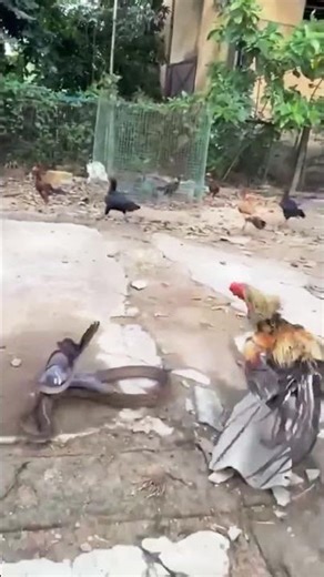 Chicken Attacks a Snake | Rare Wildlife Moment #naturelovers #animals #snakevideo #amazingnature