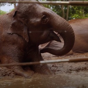 34K views · 818 reactions | Anyone else suddenly in the mood for a mud mask?  Don't miss #SecretsOfTheZoo: Down Under, tonight at 9/8c on Nat Geo WILD! | National Geographic Animals | Facebook