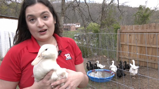 Our reporter Barbara Ron had quite the vocal co-star while filming her story about the risks of getting a live animal as an Easter gift. Here's some of the outtakes from filming, but you can read her full story here: https://tinyurl.com/3pftbv6j | WBOY 12News