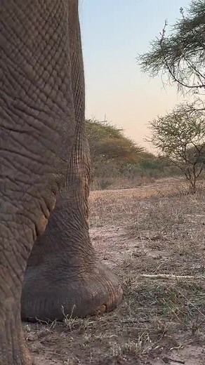9.4K views · 687 reactions | Have you ever seen elephant feet up close?  Young elephant bull Zindoga gives us a look at his huge feet as he snacks on a branch. You can see that his front feet are round and his back feet are more oval. (You can also see that he inherited his mom Bubi’s long eyelashes.) #elephants | Save Elephant's | Facebook