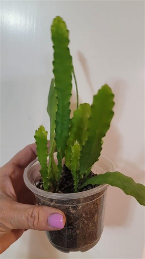 Exact Plant Fishbone Cactus Ric Rac Zig Zag Epiphyllum Anguliger Rooted Jungle Rare Plant Easy Care Houseplant Gift - Etsy