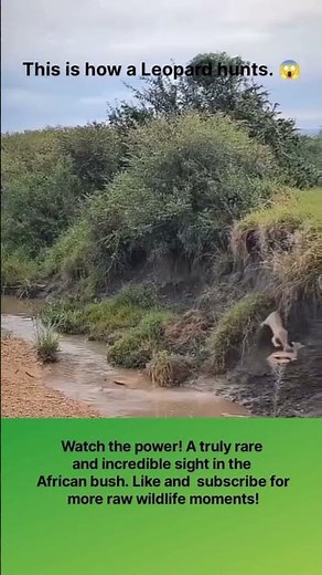 This is how a Leopard hunts. 😱