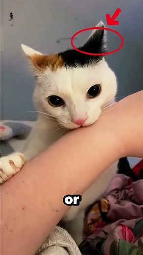 Why Your Cat Bites You After Petting 🛑