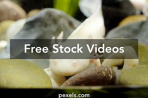 The Axolotl Videos, Download The BEST Free 4k Stock Video Footage & The Axolotl HD Video Clips