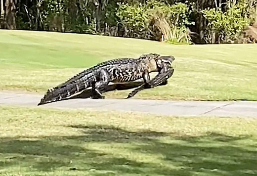 Horror footage shows huge 20-foot cannibal alligator 'EATING' love rival