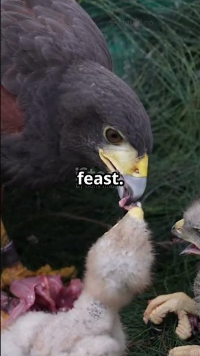 The Wild Adventure of Harris’s Hawk! #HarrissHawk #BirdsofPrey #WildlifeAdventures #Nature