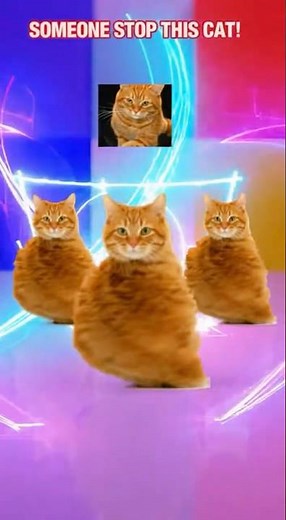 This Cat Spinning Video is Absolutely Insane #cats #funny #viral