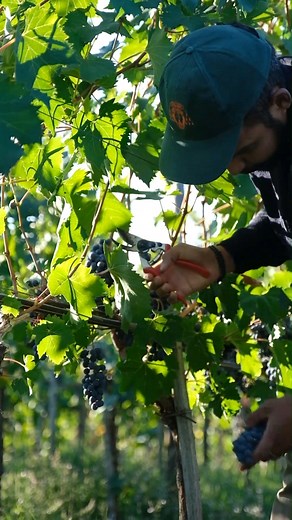8.2K views · 76 reactions | Harvesting the Sangiovese grapes at...
