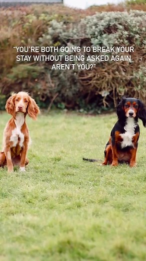 Hilarious Dog Training Antics