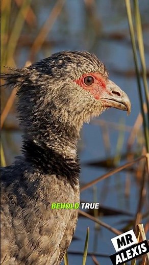 The Screamer Bird: The Loudest Alarm Bird