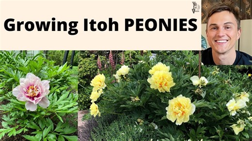 Itoh peony plants: Best peonies in the garden