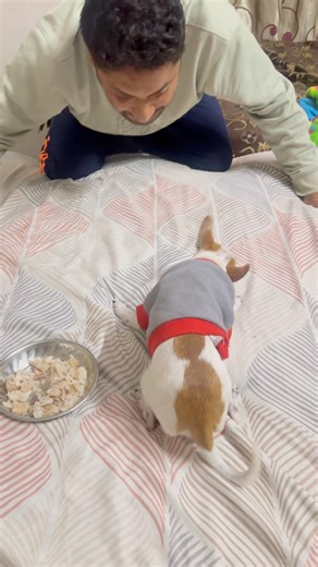Fight for food #chihuahuafanclub #minivlog #chihuahua #dogshorts #ytshorts