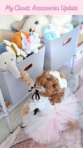 Updating my dog closet accessories!🐩 The weather has finally been warming up a bit here and mom finished updating my closet! #closetgoals #dogfashion #closet #dogclothes #petclothes #petfashion #fashiondog #spoileddog #toypoodlesofinstagram #dogsoninstagram #dogstagram #puppylife #puppygram #pupstagram #pupsofinstagram #doodlesofinstagram #doodlesoftheworld #doodletales | Chiffon (Charlotte Chiffon)