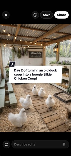 Day 2 Silkie Coop transformation 💖 Follow along! When I first got Silkies I actually did not realize they are not like regular chickens, but they are seriously the cutest and sweetest little things ever! So as our Poultry farm grows we are always building new coops and reimagining how we can make it better. Any animal here will always have the best life because that’s just who we are 💖 #animallovers #silkiechickensoftiktok #silkiechickencoop #silkiecoops #chickencoopsoftiktok