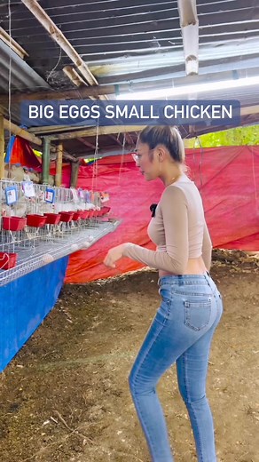 Big eggs small chicken | Bornok Ismali