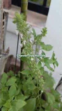 ดอกแมงลัก (Lemon basil,Hoary basil,Hairy basil)