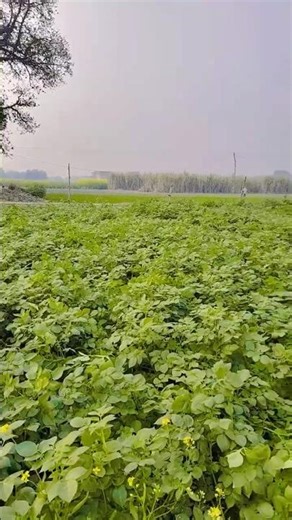 bapu kisan hai #farming #song #farmer