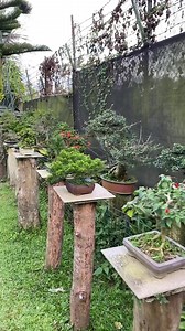 8.7K views · 248 reactions | Majestic bonsai garden  owned by @Lito Pangilinan aka Boyp | Japan Bonsai | Facebook