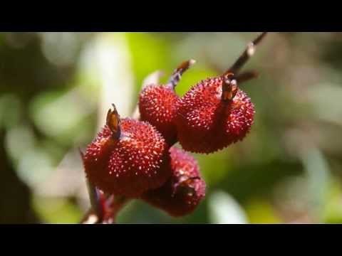 FAUNE ET FLORE DE MADAGASCAR - SERGE NOSY BE