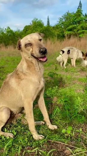 What Is Conjunctivitis In Dogs?