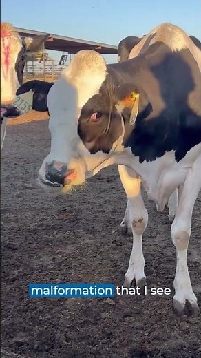 Understanding Wry Nose in Cattle: what is it and why does it matter