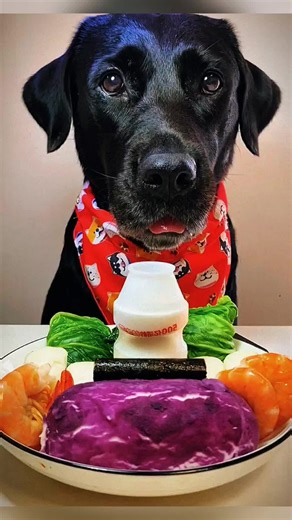 Adorable Baby Dog Eating Moments