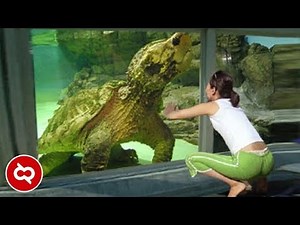 Dikira Sudah Punah, Ternyata Masih ada Sampai Sekarang! 10 Hewan Prasejarah yang Masih Hidup