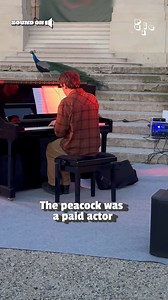 born to be a star! 🦚 (Via - Vanessa B.) #Concert #Peacock #Biird | The Pet Collective