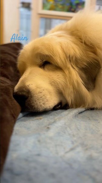 Alain #greatpyrenees #todaysrunrun