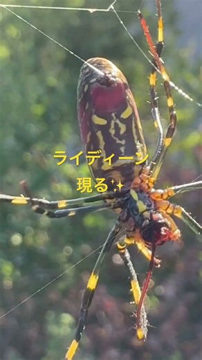 #ライディーン現る✨ #蜘蛛🕷️ #spider #信州の自然 #nature
