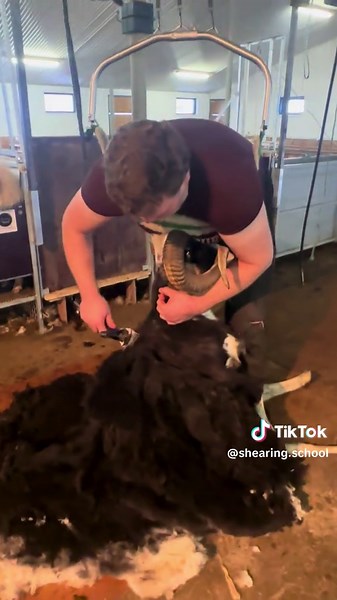 Learn Sheep Shearing Skills in 2025 Courses