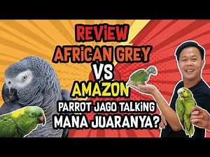 REVIEW AFRICAN GREY VS AMAZON