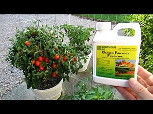 Grow Healthier TOMATO Plants Cure BLIGHT and WILT with FUNGICIDE Treatments SUPER Results!
