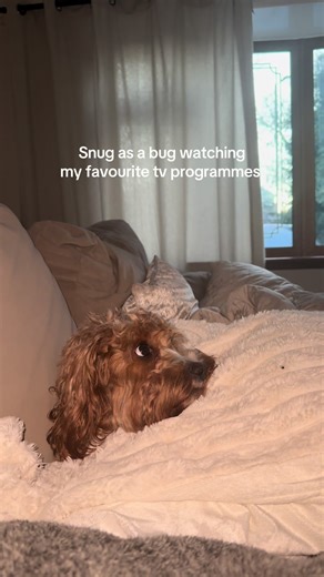 Cavapoo: The Ruler of the House