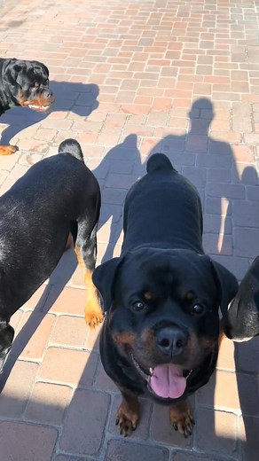 9.6K views · 816 reactions | 4 of GOD’s beautiful creatures! Rambo, Retro, Rascal & Rosh. #rottweilersoftiktok #challenge #rottweiler #influencer #dog | Ramboretro | Facebook