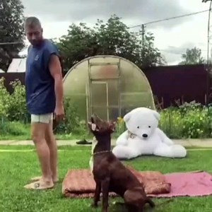 From @gektor_3 pitbull Nora @zhenechka818. #pitbull #pitbull_love #dogmeetsdesign #pitbullsofinstagram #arispedigree | Dogs In The World